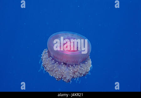 Crown meduse, net ruggine granny setouchina Foto Stock