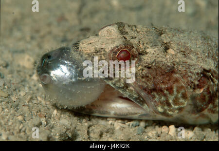 Pesci lucertola, Synodus variegatus, sfera di pesce, Arathron mappa, mangiare Foto Stock