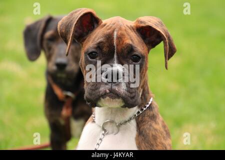 Bella brindle boxer cucciolo di godere della nuova stagione primavera Foto Stock