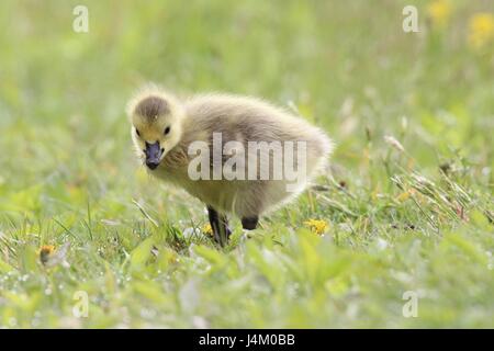 Un bambino Canada Goose gosling il pascolo in un prato in primavera Foto Stock