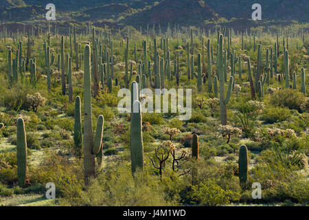 Deserto con saguaro lungo Ajo Mountain Drive, organo a canne Cactus monumento nazionale, Arizona Foto Stock