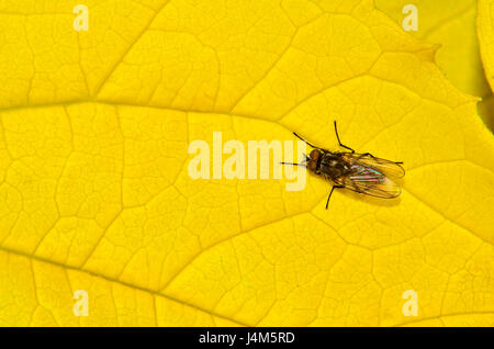 Minor House Fly (Fannia canicularis) su una foglia Foto Stock