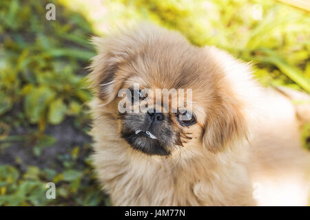 Piccolo ma bellissimo cucciolo Pekingese su erba verde Foto Stock