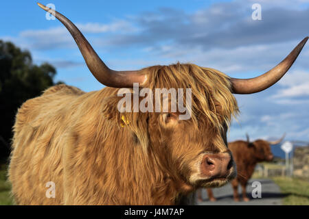 Highland bovini nella calda luce della sera. Highlands, Scotland, Regno Unito. Foto Stock