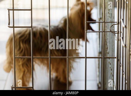 Silhouette sfocata di cane dietro le sbarre della gabbia Foto Stock