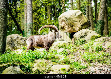 Muflon marrone in un ampio campo di verde in Europa Foto Stock