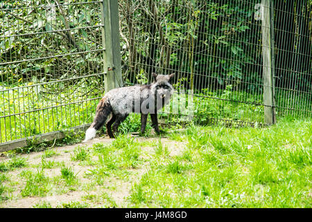 Gray Fox in un campo verde cercando triste Foto Stock