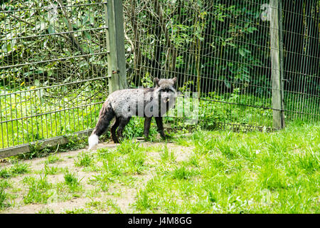 Gray Fox in un campo verde cercando triste Foto Stock