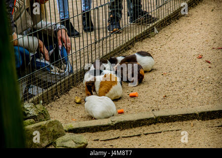 Bella criceto grasso in un zoo in Europa Foto Stock