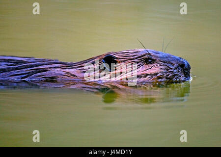 Close up di castoro nuotare nel laghetto, guardando Foto Stock