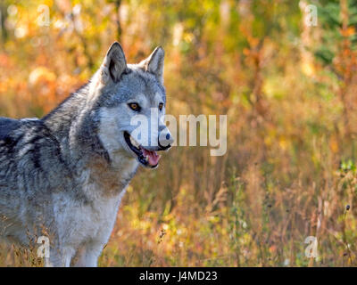 Femmina di lupo grigio in piedi nel prato di colori autunnali, guardando Foto Stock