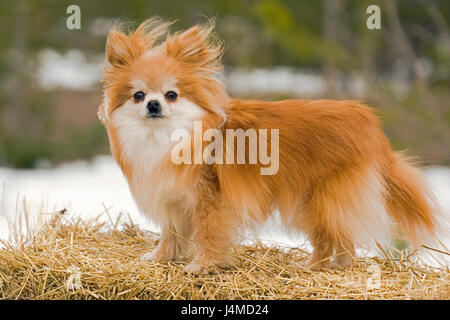 Pomerania longhaired permanente sulla haybale Foto Stock