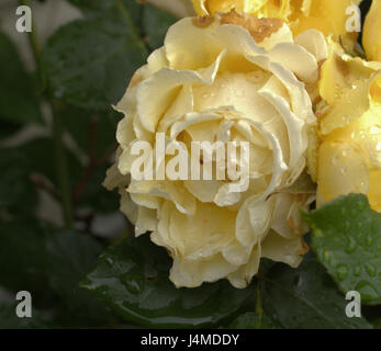 Rosa gialla quasi pronto per deadheading. Il colore è alleggerire. Foto Stock