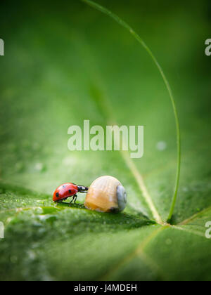 Close up di ladybug e va a passo di lumaca sulla lamina Foto Stock