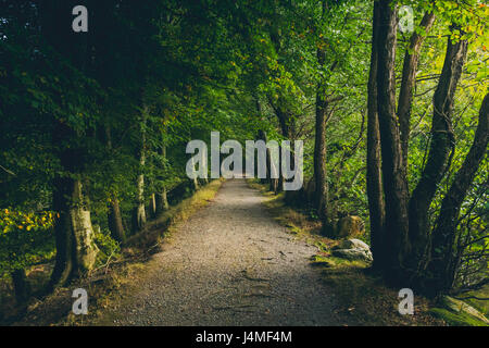 Un percorso che conduce alla profondità con gli alberi che lo circondano in tutto. Foto Stock