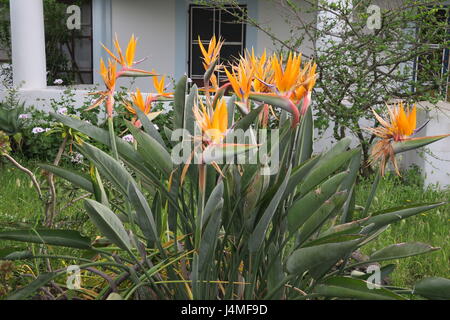 Nizza arbusto di strelitzia fiori, fiori di gru o uccello del paradiso su un giardino, Stromboli, isole Eolie, Italia. Foto Stock