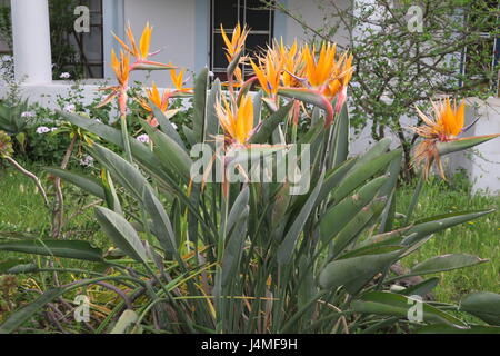 Nizza arbusto di strelitzia fiori, fiori di gru o uccello del paradiso su un giardino, Stromboli, isole Eolie, Italia. Foto Stock