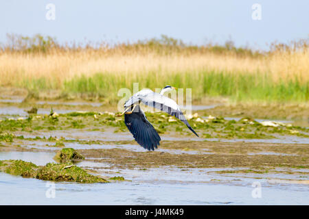Airone cenerino all'interno di fiume Po laguna, paesaggio italiano. Natura Foto Stock
