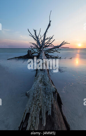 Alberi al tramonto a birra può isola, Longboat Key, Florida, Stati Uniti d'America Foto Stock