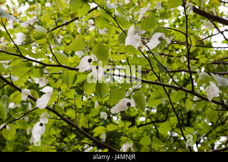 Davidia involucrata albero in fiore Foto Stock