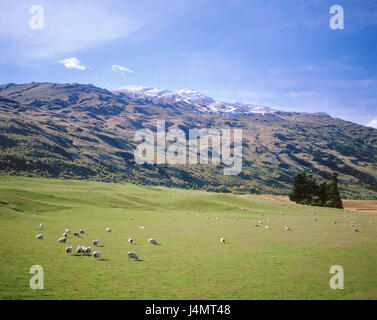 Nuova Zelanda, Isola del Sud, Otago, paesaggio di montagna, prato, pecore Nuova Zelanda, montagne, pascoli di montagna, pascoli, animali mammiferi, a vantaggio degli animali, gregge di ovini, bovini di allevamento, appropriata alla specie, agricoltura, economia Foto Stock