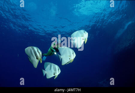 Bat pesce, Platax pinnatus, subacquei Foto Stock