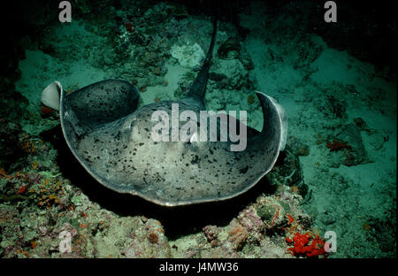 Chiazza di colore nero sting rays, Taeniura meyeni Foto Stock