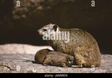 Sud Africa, rock, Kap-Klippschliefer, Procavia capensis, madre animale, animale giovane Africa, mondo animale, la fauna, gli animali, gli animali selvatici, mammiferi, Schliefer, Klippschliefer, rock Dassie, giovani, infermiere, a lato, erbivoro, ruminanti, ungulati Foto Stock