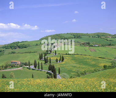 L'Italia, Toscana, Siena, paesaggio collinare, country road, Case Europa, vicino a Pienza, campo scenario, campi, prati, street, traffico facility, case residenziali, agriturismo, paesaggi, olivi, cipressi, natura, idillio, di riposo e di silenzio, remoto rurally, estate Foto Stock