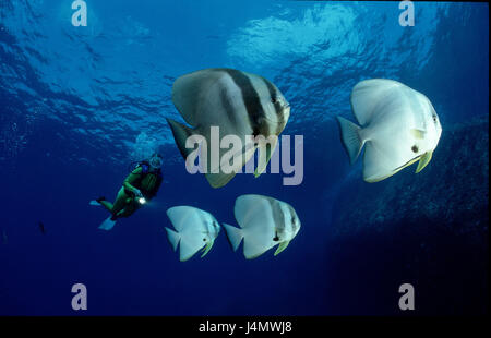 Bat pesce, subacquei, Platax pinnatus Foto Stock