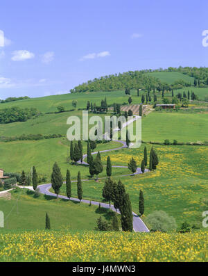 L'Italia, Toscana, Siena, paesaggio collinare, country road europa, vicino a Pienza, campo scenario, campi, prati, street, traffico facility, scenario, olivi, cipressi, natura, idillio, di riposo e di silenzio, remoto rurally Foto Stock