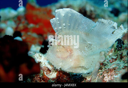 Swing pesce, Taenianotus triacanthus, corallo Foto Stock