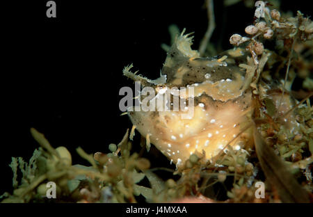 Sargassum-Angler's Pesce, B sharp trio B sharp trio Foto Stock