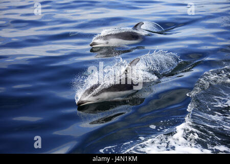 Canada, British Columbia, Johnstone Strait, Pacific film bianco i delfini, nuotare, sul mare Foto Stock