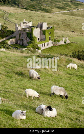 Irlanda, Connacht, Connemara, nella contea di Galway, Clifden, Clifden Castello, rovina, pecore, Foto Stock