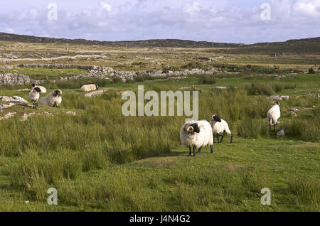 Irlanda, Connacht, Connemara, nella contea di Galway, pecore, Foto Stock