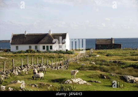 Irlanda, Connacht, Connemara, nella contea di Galway, pecore, house, Foto Stock