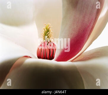 Magnolia, nome: 'Sulphur Cacatua', vicino, Foto Stock