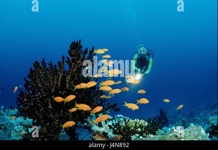 Subacqueo, Coral reef, Foto Stock