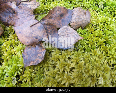 Torbiera, Sphagnum magellanicum, fogliame, close up, natura botanica, vegetazione, pianta verde, fresco di giornata, foglie, MOSS, impianto di spore, fogliame autunnale, legno, Foto Stock