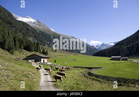 L'Austria, paese di Salisburgo, Krimmler Achental, alp, pascolo cortexes, del Pinzgau, paesaggio di montagna, rifugio alpino, acciaierie e pascoli alpini, pascoli di montagna, animali, a vantaggio degli animali e di vacche, cortexes, destinazione, strada forestale, agricoltura, economia di alp, isolamento, idillio, Foto Stock