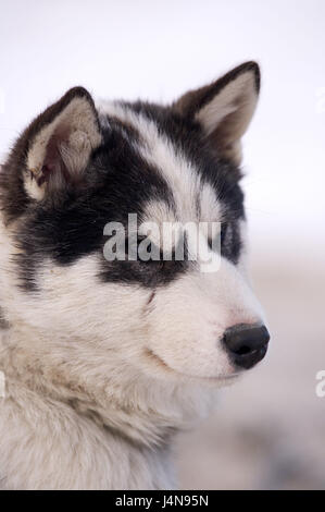 Canadian Eskimo dog, giovane animale, ritratto, Churchill, Manitoba, Canada, Foto Stock