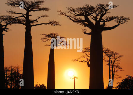 Avenue de baobab, Morondava, baobab, tramonto, Madagascar, Foto Stock