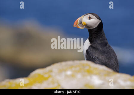 Canada, Terranova, Bonavista Penisola, Vogel colonia, Parrot subacqueo, Fratercula arctica, battistrada, Foto Stock