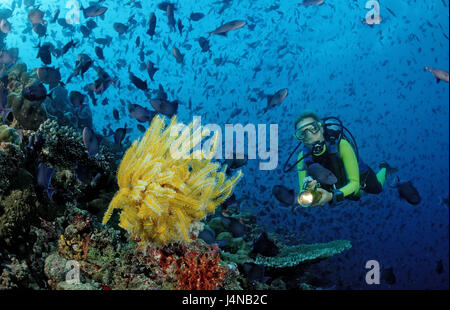 Subacqueo, Coral reef, Federstern, pesce sogno, morva progenitore pulsante pesce, Odonus Niger Foto Stock