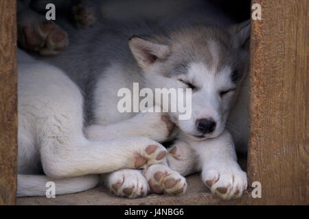 Canile, dettaglio, Canadian eskimo dogs, Churchill, Manitoba, Canada, Foto Stock