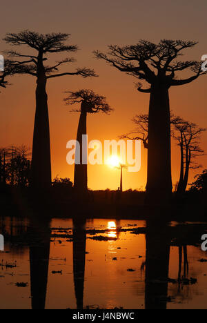 Avenue de baobab, Morondava, baobab, tramonto, Madagascar, Foto Stock