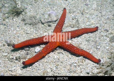 Magenta starfish, Echinaster sepositus, Croazia, Istria, Adriatico, il Mar Mediterraneo, Foto Stock