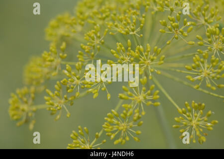 Aneto, Anethum graveolens var. hortorum, vicino, Foto Stock