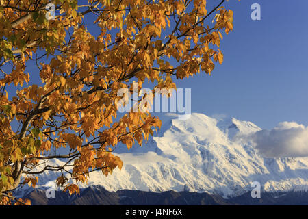 Gli Stati Uniti, Alaska, Zentralalaska, Denali National Park, il Monte Mc Kinley, autunno Foto Stock